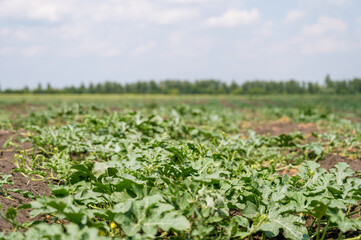 Green watermelon plants on plantation. Southern agriculture.