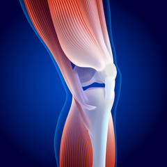 3D illustration of thigh and calf muscles connected to knee bone on dark blue background. It is used in medicine, sports and education.