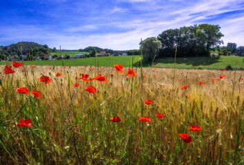 Sticker - Rural landscape with a cornfield and red poppies