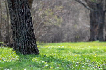 Wall Mural - Green grass with flowers, meadow close-up in spring sunny forest. Blurred trees background with vibrant greenery foliage