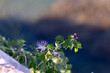 Flowers of Capers (Capparis Spinosa) Blooming in Summer on Blurred Background