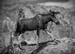 Moose in the Colorado Rocky Mountains. Environmental Black & White of a bull moose walking through a wildfire burn scar.