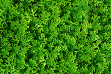 Wall Mural - fern moss on the rock with green moss bright foliage, moss closeup, macro. Beautiful background of moss for wallpaper.	