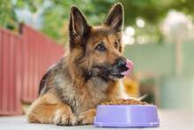 German Shepherd Dog Lying Next To A Bowl With Kibble Dog Food, Looking To The Right, Tongue Is Hanging. Close Up, Copy Space.