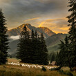 Tatra - sheep returning after sunset 