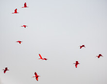 Scarlet Ibis Birds Flying In The Sky