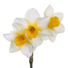 Single Stem With Three Yellow-cupped White Jonquil Flowers