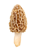 Yellow Morel Mushroom (Morchella Esculenta) Fruiting Body Collected In A Back Yard In Indiana 