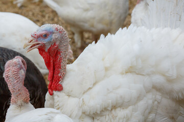 turkeys on green pasture. domestic large birds on lawn at farm