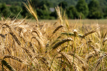 Wheat grain field lit by beautiful sunlight