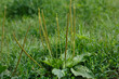  Plantain large, or Greater plantain ( lat. Plantago major ) is a herbaceous plant