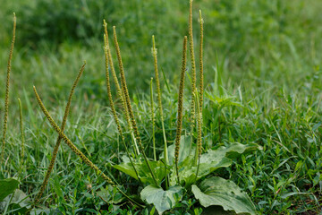 Wall Mural -  Plantain large, or Greater plantain ( lat. Plantago major ) is a herbaceous plant