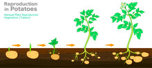 Potatoes Reproduction Cycle. Vegetative Asexual Propagation Of Plants. Potato Planting, Growing Steps. Tubers Develop From Stolon, Stems Or Roots, Stages. Growth Of Eyes. Botanical Illustration Vector