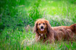 Long haired dachshund playing in the green grass