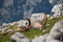 Alpine Ibex (Capra Ibex) In The Wild On Kahlersberg In Berchtesgaden National Park, Bavaria