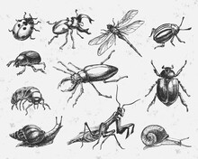 Set Of Hand Drawn Insects. Isolated On White Background