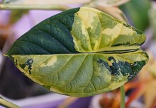 Beautiful Yellow And Green Marbled Leaf Of Alocasia Dragon Scale Variegated Plant