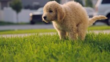 Labradoodle Puppy Squats To Poop On Front Lawn In Residential Neighborhood