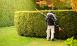 A gardener trims a hedge of thuja, evergreen plants. Gardener services.