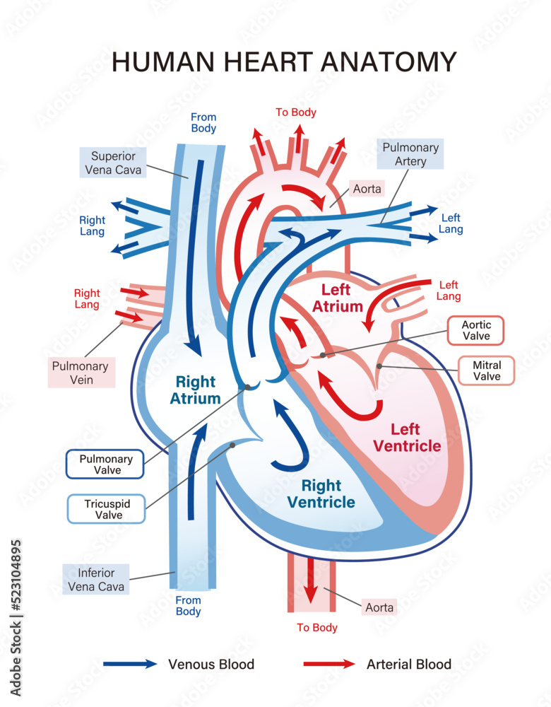 Human heart anatomy with blood flow and valve explanation. Simple and ...