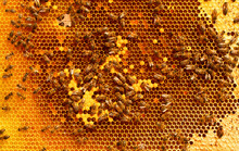 Frame With Closed Bee Brood And Honey.