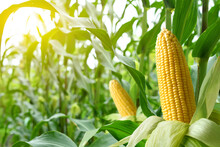 Close-up Corn Cobs In Corn Plantation Field.