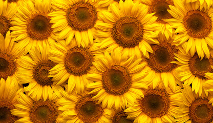 Wall Mural - Blooming sunflower flowers. Texture. Abstract natural background.