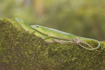 Two emerald tree skinks are sunbathing before starting their daily activities. This bright green reptile has the scientific name Lamprolepis smaragdina.