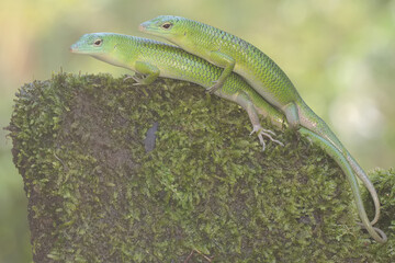 Two emerald tree skinks are sunbathing before starting their daily activities. This bright green reptile has the scientific name Lamprolepis smaragdina.