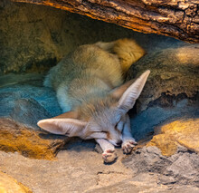 Fennec Fox (Vulpes Zerda) Dozing To Himself