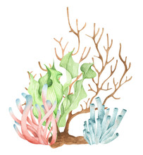 Seaweeds. Underwater Ocean Plants, Sea Coral Elements. Watercolor Illustration.