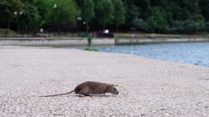 Wall Mural - Rat mouse with long tail walking in a park near a pond