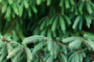 Wall Mural - green fresh fir branches seasonal background forest