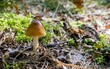 A close up of a small single mushroom on a forest floor
