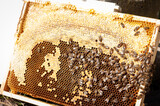 Fototapeta Tulipany - ramka z miodem i pszczołami