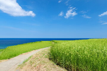 夏の白米千枚田　石川県輪島市　8月