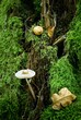 A selected focus image of a bonnet mushroom growing out of a tree trunk in woodland forest