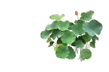 Wall Mural - Isolated waterlily or lotus leaf and plants with clipping paths.