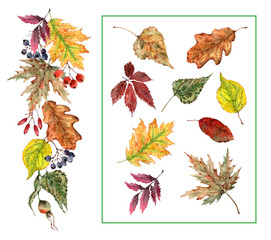 Set of isolated elements autumn leaves wild grapes, linden, maple, oak, dogrose. Hand drawn watercolor white background for holiday card, wedding invitation, cover, packaging, thanksgiving day.