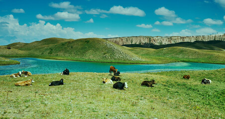 Poster - Alay Valley , cow grazes