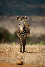 Grevy Zebra Stands On Grassland Facing Camera