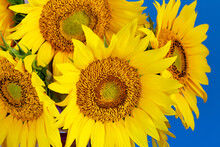 Fresh Yellow Sunflowers In The Sunlight On A Blue Background