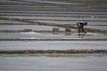 Salt Farmers Collect Salt Crystals To Put Into Baskets. Salt Crystals Are Formed From Sea Water That Is Dried To Become Crust