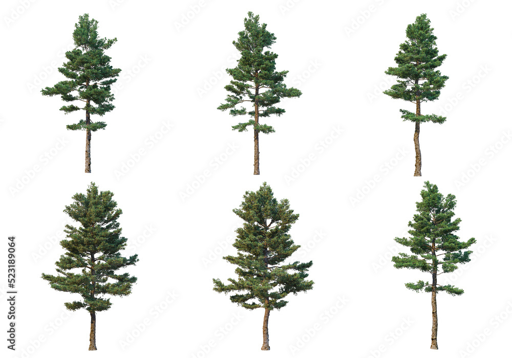 Pine trees on a transparent background Stock Illustration | Adobe Stock