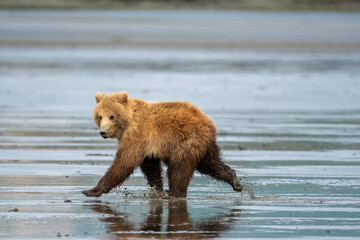 Canvas Print - Alaskan brown bear cub in McNeil River