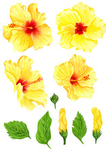 Watercolor Yellow Hibiscus Set, Tropical Flowers. Hand Drawn Big Sunny Flowers And Green Leaves