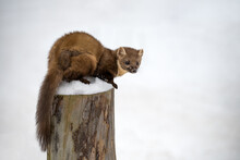 Forest Marten Playing On White Snow.