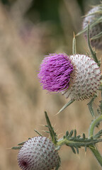 Wall Mural - close-up of flower seedheads on a Woolly thistle (Cirsium eriophorum) 