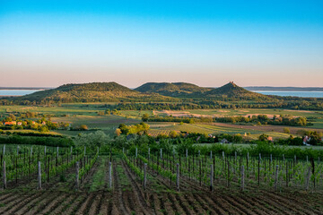 Vineyards and the Badacsony mountain with Lake Balaton at sunset in Hungary