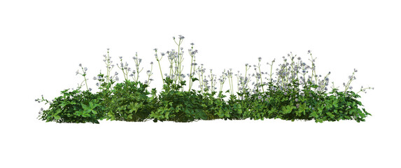 Wall Mural - Shrubs and flower on a transparent background
